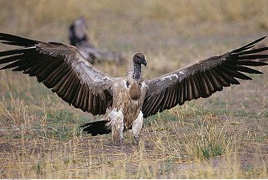 农场模拟《女巫生活花园》9月15日发售 登陆多平台