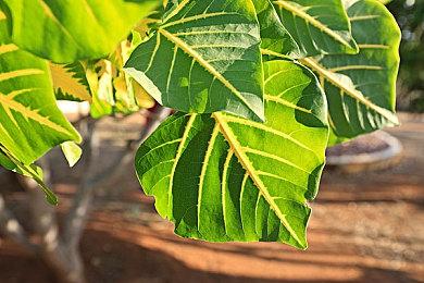 Falcom总裁：计划至少再发布两款“精致”游戏